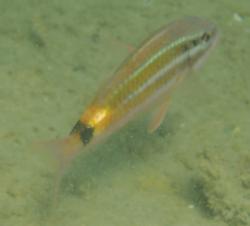 Blackspot goatfish at Tangalooma